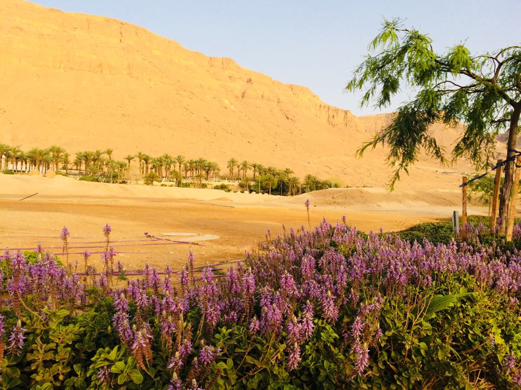 flowersDeadSea