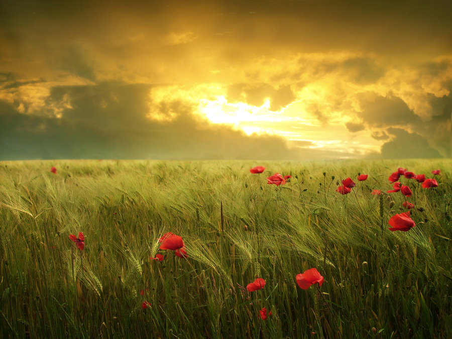 fields_of_hope_by_moroka323-d7z9etp