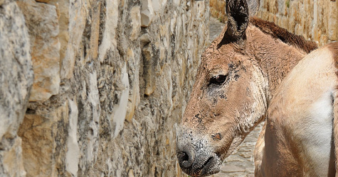 Why-Was-God-Mad-at-Balaam--JM2